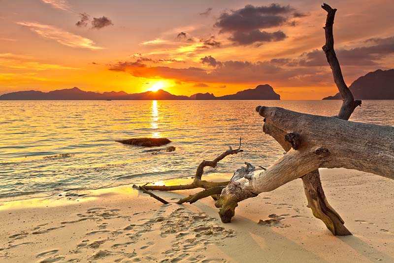 driftwood on a beach at sunset