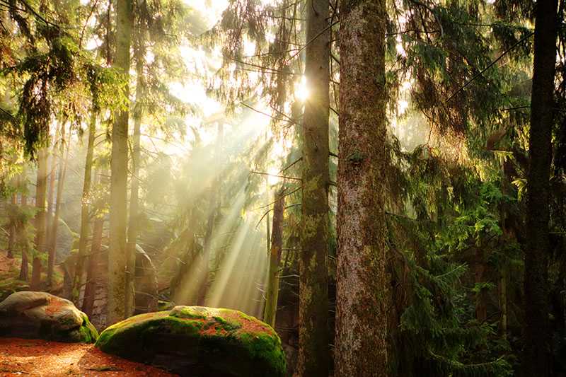 sun breaking through trees in forrest