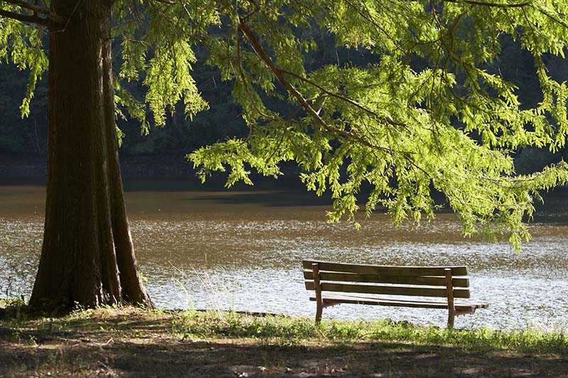 Bench under tree shade next to a river
