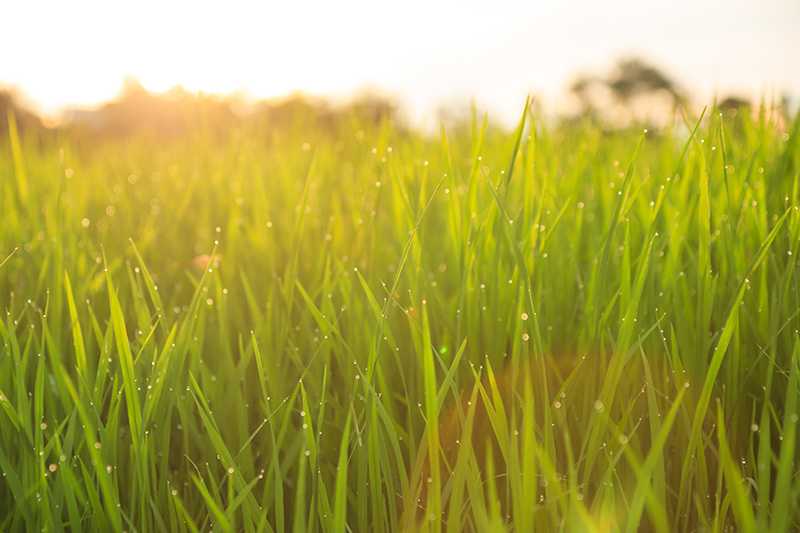 Grass field with morning dew