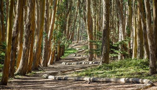 Beautiful trail in Presidio